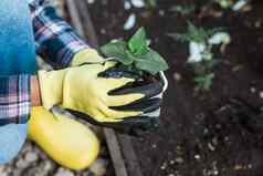 手女人园丁手套持有幼苗小苹果树手准备植物地面树种植概念
