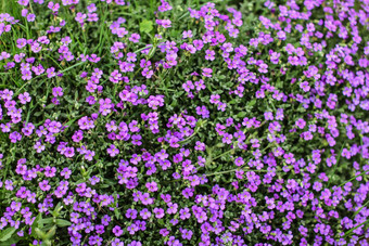 前视图花圃小淡紫色花春天背景