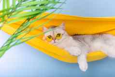 美丽的白色猫黄色的眼镜休息黄色的织物吊床
