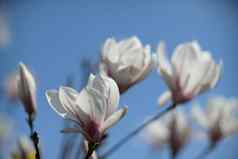 白色木兰花盛开的背景模糊的白色木兰木兰树