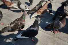 特写镜头视图岩石鸽子人群街道公共广场生活被丢弃的食物产品鸟食鸽子