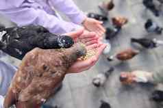 特写镜头岩石鸽子鸽子吃种子孩子们手公园广场