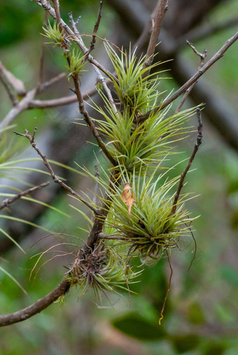 附生植物的植物潮湿的红树林森林佛罗里达<strong>凤梨</strong>科桦木树