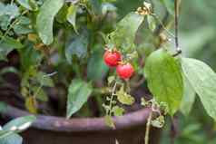 分支新鲜的小西红柿挂树花园番茄水果增长花园森林树