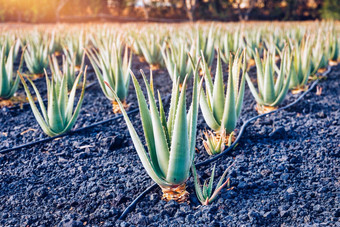 种植园药用<strong>芦荟</strong>真正植物金丝雀岛屿<strong>芦荟</strong>真正农场花园沙漠furteventura日益增长的<strong>芦荟</strong>真正肥沃的火山土壤Fuerteventura岛西班牙