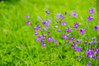 大紫色的风铃草夏天花园野花明亮的紫色的花瓣夏天一天<strong>花海报</strong>开花风铃花墙艺术海报