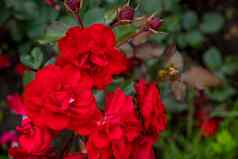 很多红色的玫瑰味蕾特写镜头各种编成的桑塔纳灌木的概念园艺花卉栽培技术景观设计画种子包装