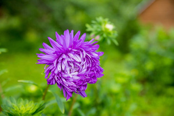 紫色的Aster盛开花园紫色的花秋天花园紫色的菊花紫罗兰色的花头中国Aster