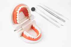 解剖牙齿模型牙科工具白色背景