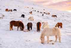 马冬天农村动物雪覆盖草地纯自然冰岛冻北景观冰岛马品种马发达冰岛