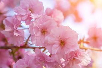 双<strong>樱</strong>桃花朵完整的布鲁姆树分支花蓝色的天空太阳照花