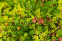 新鲜的醋栗布什花园特写镜头视图有机浆果挂分支叶子收获红色的成熟的醋栗
