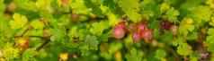 新鲜的醋栗布什花园特写镜头视图有机浆果挂分支叶子收获红色的成熟的醋栗