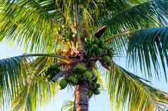 大椰子树绿色椰子天空佛罗里达