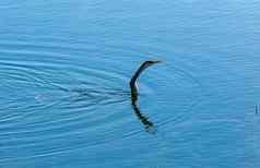 美洲蛇鸟美洲蛇鸟美洲蛇鸟水禽钓鱼水下湖佛罗里达