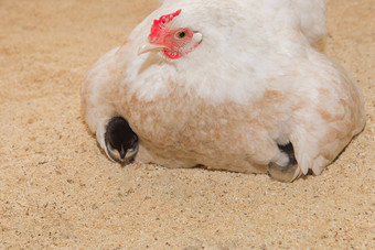 白色国内国家铺设母鸡变暖黑色的鸡精品家禽农业