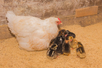 白色大自制的国家鸡母鸡集团鸡精品关闭农场鸟