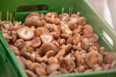 新鲜的香菇蘑菇农民市场蘑菇托盘亚洲市场特写镜头