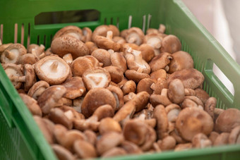 新鲜的<strong>香菇</strong>蘑菇农民市场蘑菇托盘亚洲市场特写镜头