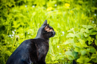 黑色的猫绿色草小猫坐着花园快乐草地可爱的黑色的猫说谎绿色草不信任黑色的猫迷信使者坏运气好运气黑色的猫升值一天