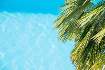 棕榈树分支机构热带海滩棕榈叶子蓝色的水背景棕榈叶子蓝色的水波夏天假期季节棕榈周日概念空间文本