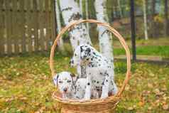 达尔马提亚小狗玩草地有趣的狗秋天花园纯种达尔马提亚在户外阳光活跃的宠物亲爱的有礼貌的健康的动物
