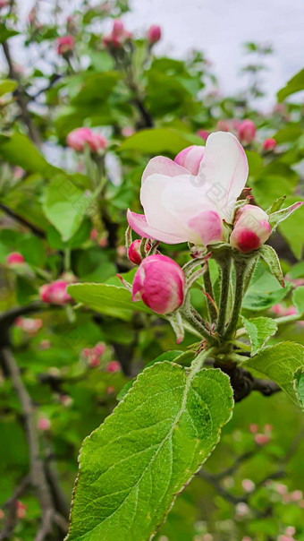 花植物<strong>幼苗</strong>花园首页<strong>幼苗</strong>锅