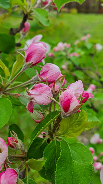 花植物<strong>幼苗</strong>花园首页<strong>幼苗</strong>锅