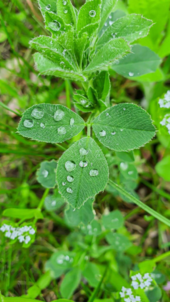 花植物幼苗花园首页幼苗锅