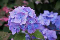 绣球花蓝色的花绿色叶子滴雨绣球花花朵蓝色的花夏天花花园日本蓝色的花