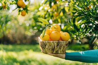 特写镜头女人手持有柳条篮子完整的橙子成熟的新鲜的有机蔬菜夏天收获橙色花园背景绿色橙子树
