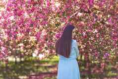 后视图女孩蓝色的衣服站粉红色的盛开的花园