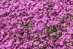 浅深度场照片小花焦点粉红色的花圃叶子可见摘要春天华丽的背景