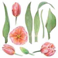 集粉红色的郁金香元素画水彩现实的植物手画插图孤立的白色背景设计婚礼打印产品纸邀请卡片织物