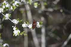 美丽的自然春天背景分支盛开的樱桃蝴蝶复制空间文本
