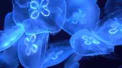 水母发光蓝色的黑暗霓虹灯透明的水母浮动黑色的背景