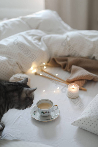 早餐床上概念杯<strong>咖啡</strong>舒适的温暖的毯子虎斑猫前视图软光颜色平躺风格<strong>咖啡</strong>可爱的猫床上温暖的毯子周末首页床上