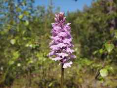 野生兰花指状苔藓斑纹或