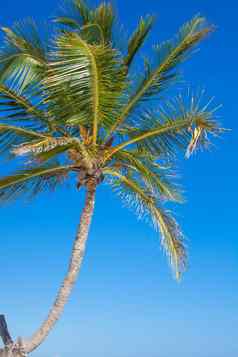 特写镜头大棕榈树背景蓝色的天空
