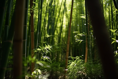 阳光下的竹林摄影图4
