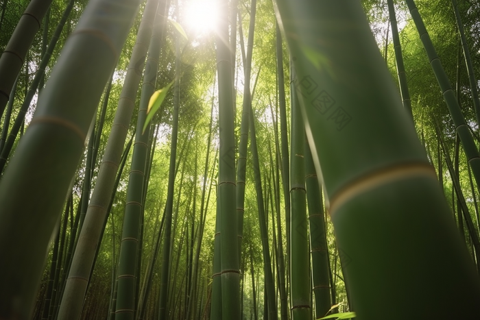 阳光下的竹林春笋植物