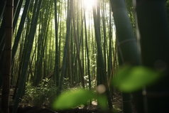 阳光下的竹林摄影图30