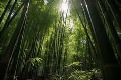 阳光下的竹林摄影图22