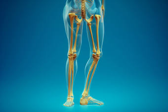 人体骨骼透视图腿姿势