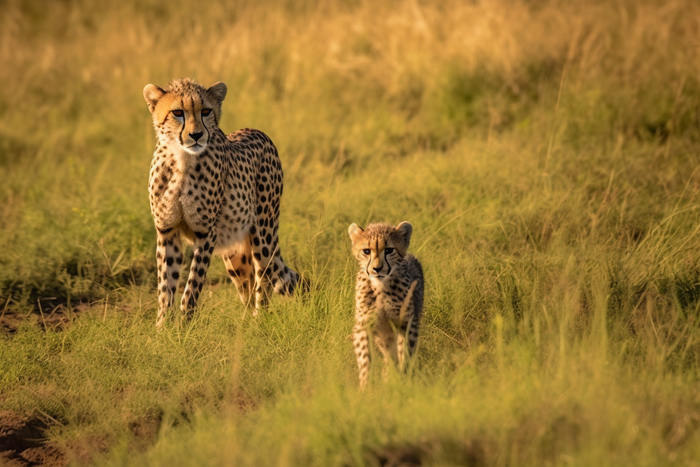 猎豹和幼崽在野外爬行动物动物世界