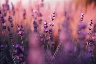 鲜艳薰衣草紫色环境