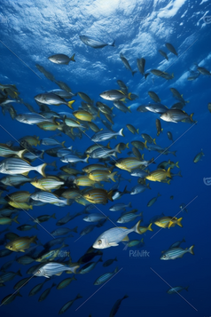 海底的深海鱼群摄影图7