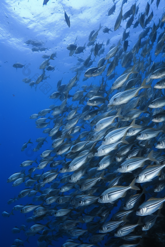 海底的深海鱼群海水群