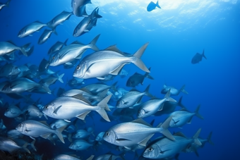 海底的深海鱼群横图海水成群