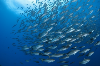 海底的深海鱼群横图类海洋